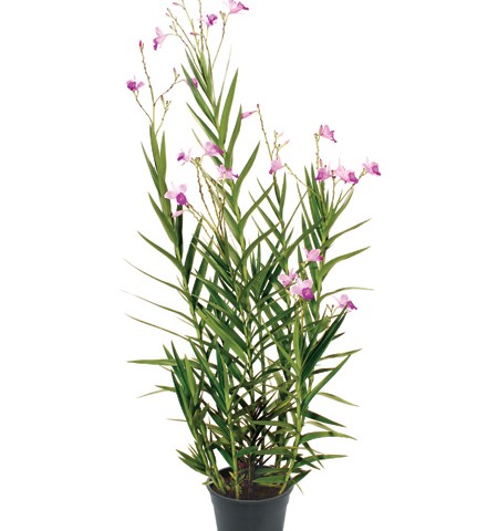 p-arundina-bambusifolia