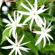 p-jasminum-nitidum-flor