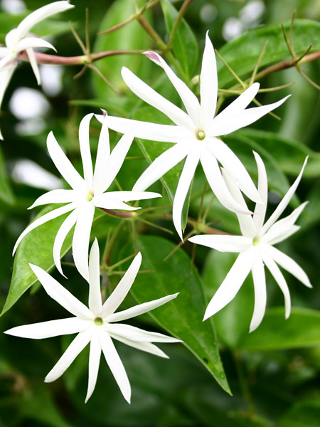 p-jasminum-nitidum-flor
